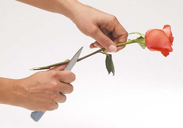 Что делать с лилиями после цветения: уход, обрезка, выкапывание и пересадка