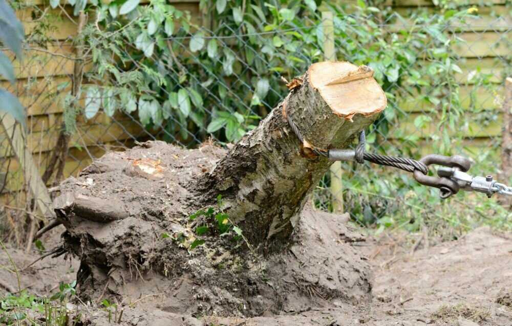 Как уничтожить дерево, не спиливая его