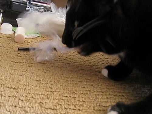 Что делать если съел пакет. Палителеновый кот съел полиэтиленовый пакет. Котенок проглотил дезинсекцию. Кошечка целлофан.