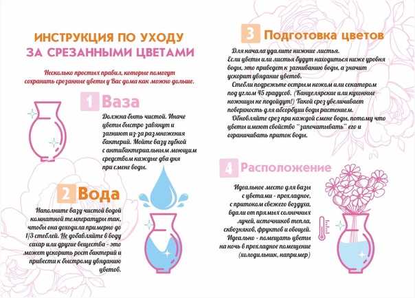 Лилия в горшке: правильный уход, выращивание, пересадка - sadovnikam.ru