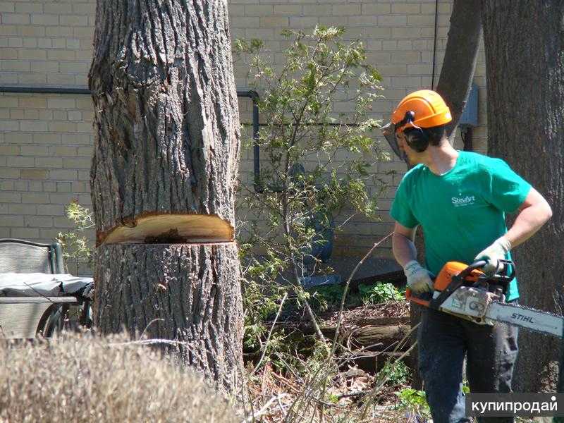 Как засушить дерево, химическое уничтожение деревьев