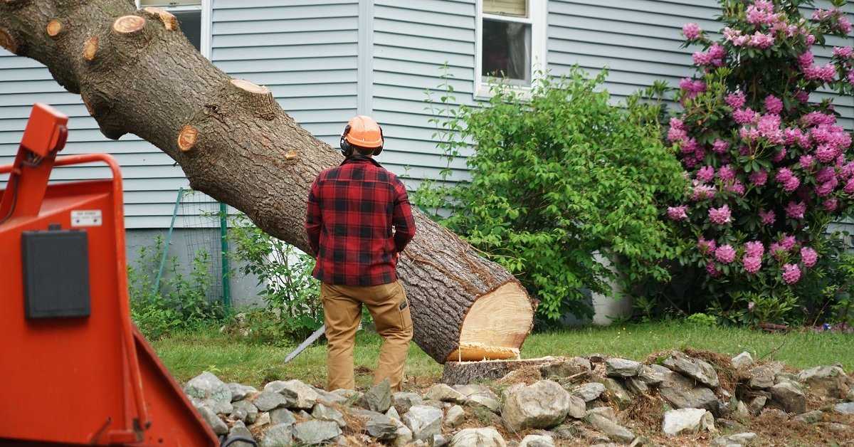 Как уничтожить дерево незаметно у соседа