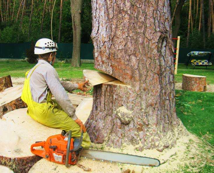 Как уничтожить корни деревьев и кустов