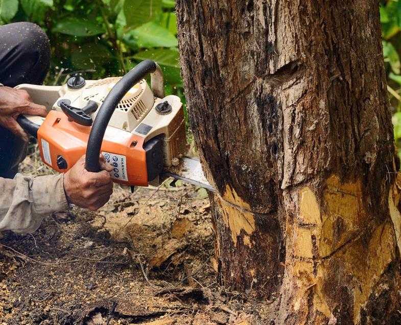 Как незаметно уничтожить дерево или засушить на корню + видео