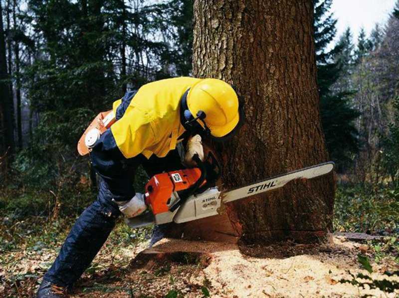 Как убрать пень и уничтожить корневище без корчевания: способы химического удаления деревьев и пеньков при помощи селитры, мочевины и других реагентов