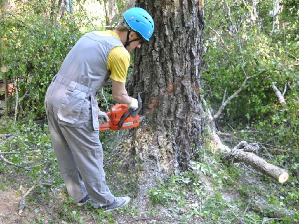 Как уничтожить дерево, не спиливая его: все возможные способы избавиться от древесных насаждений, а также убрать их поросль, не прибегая к вырубке